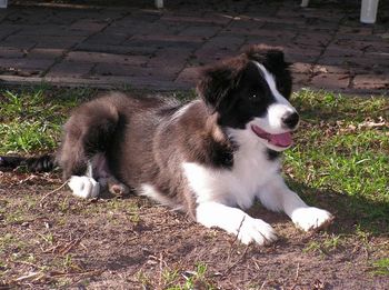 Zorro at 4 mths doing a drop stay
