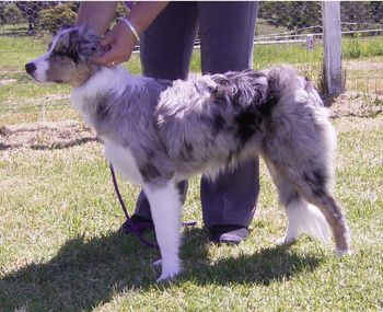 Taken 16th/02/08 at Sapphire Coast Knl & Obedience Club
