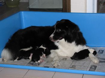 Auzzie and her 1st litter
