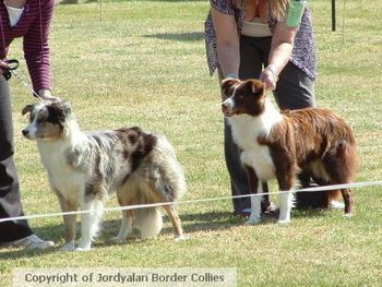 Mysty and Elsa at the East Gippsland Kennel Club Show 06/09/08 - taken by Jordyalan border Collies
