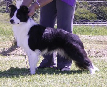 Taken 16th/02/08 at Sapphire Coast Knl & Obedience Club Inc
