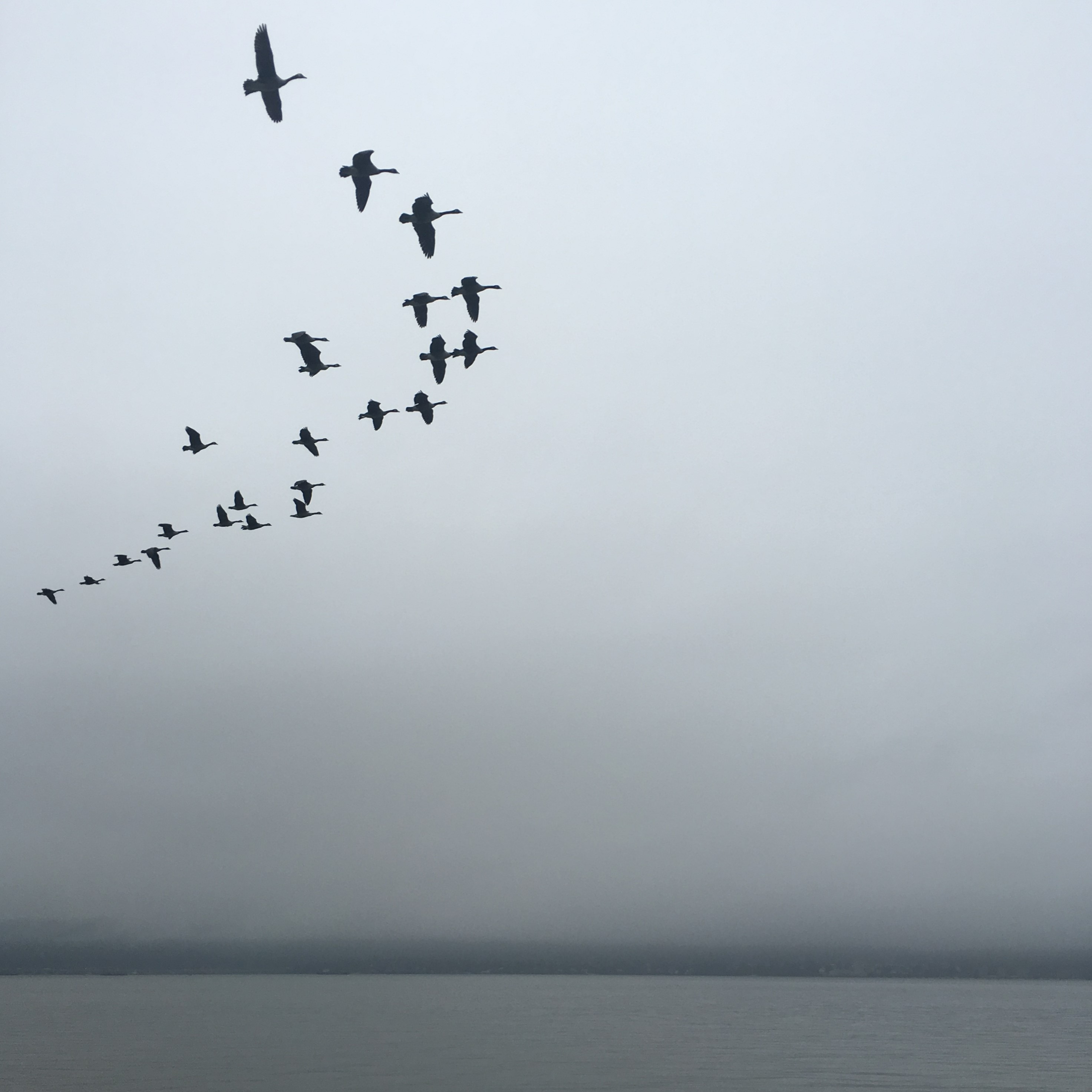 Flock of geese flying over the Hudson river on a gloomy and foggy day