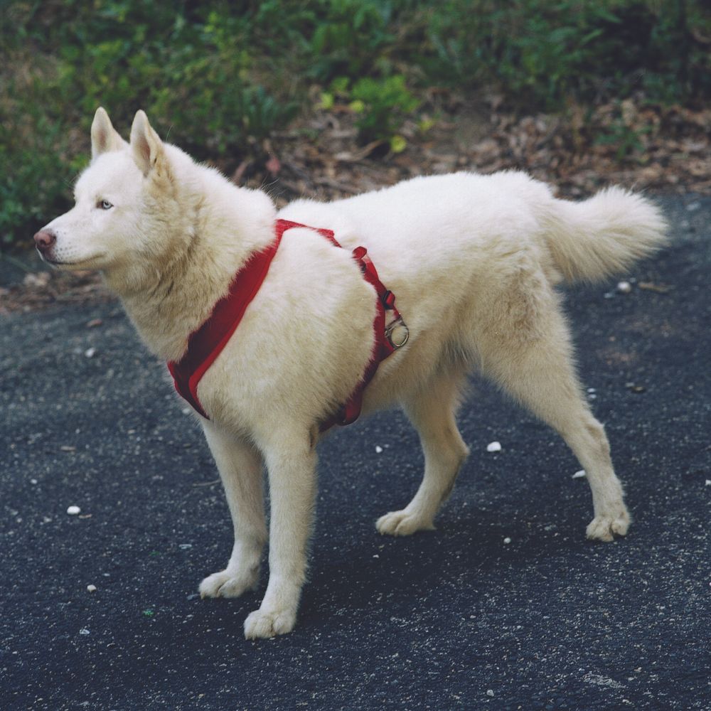 Dog roading clearance harness