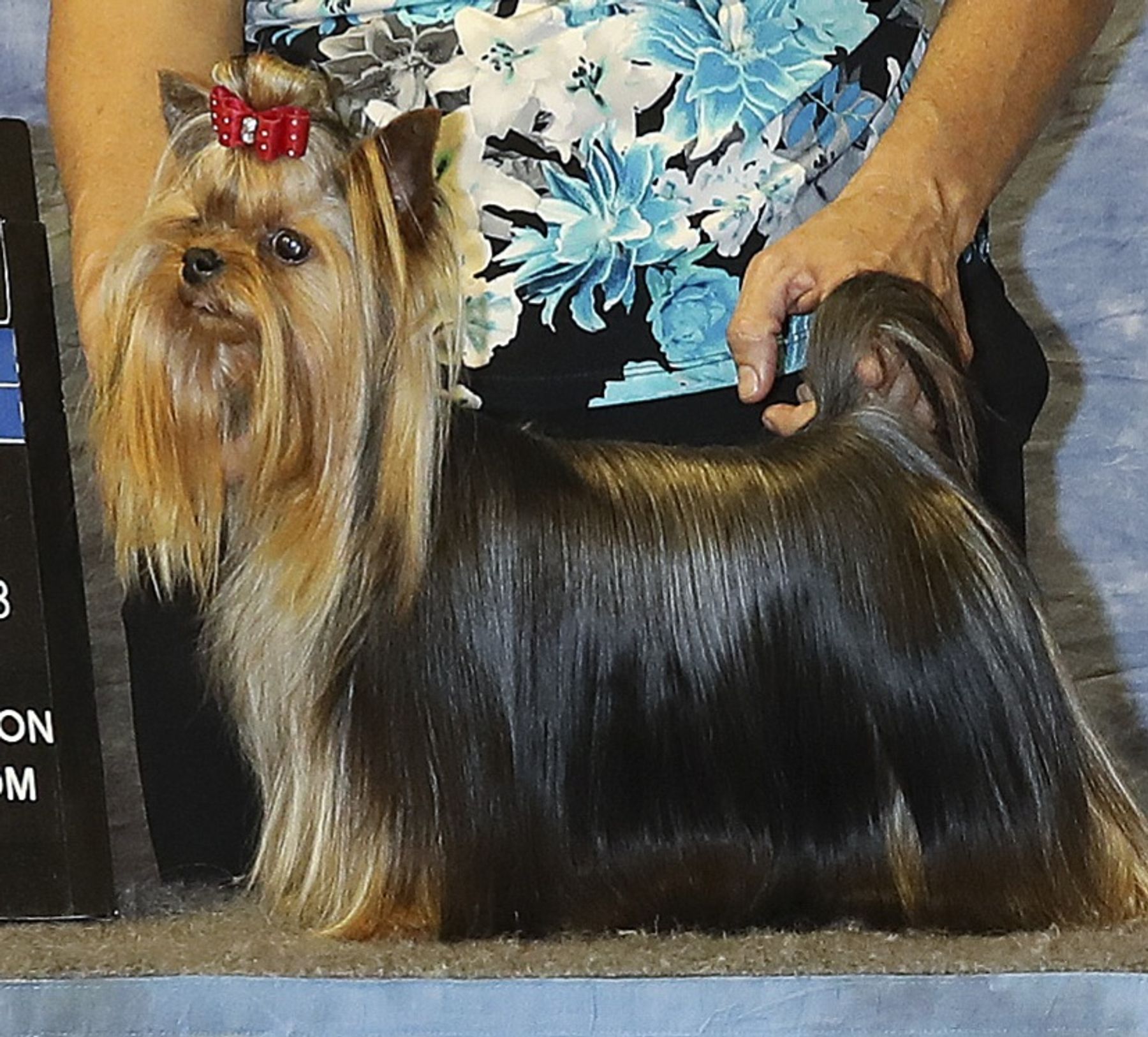Remarkable Yorkies