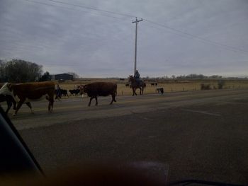Move these cattle off the highway so we can get through...
