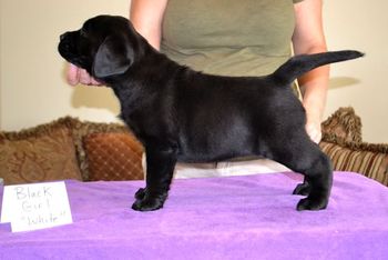 Maddie Stacked - 7 wks. Pic from Ashland Labradors
