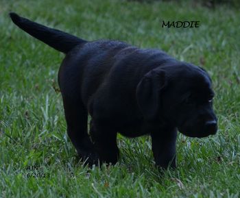 Maddie practicing "WAIT" command at 8.5 Wks
