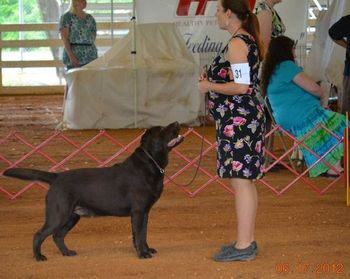 Waynesville NC June 2012 - Day after Lucas finished his AKC CH
