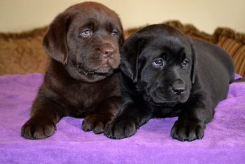 Maddie and Sister Leoni - Pic from Ashland Labradors
