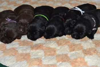 And Maddie (white collar) arrives with her siblings. Pic from Ashland Labradors
