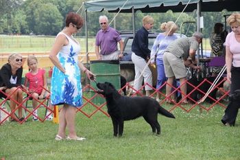 May 2012 with Rachael Murphy Charlottesville - Albemarle Kennel Club, Inc. 3 point major at 9 mo of age under Judge Peter Frost
