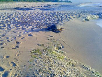 North Shore Turtle
