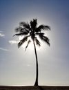 Sun Palm - download