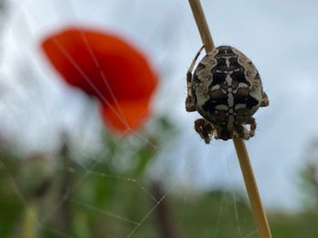 Beautiful diadem spider in the field
