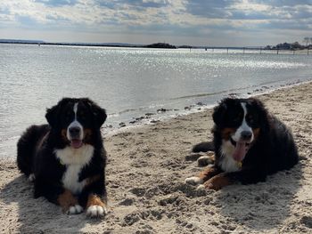 Playland Dog Beach with nephew, Weber
