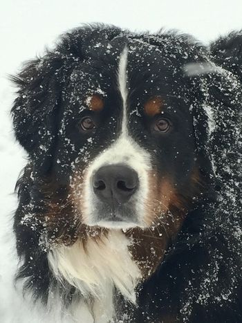 Snow dawg!
