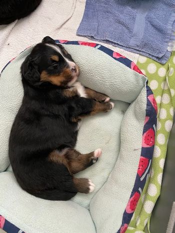 Baby Dover loves her bed!
