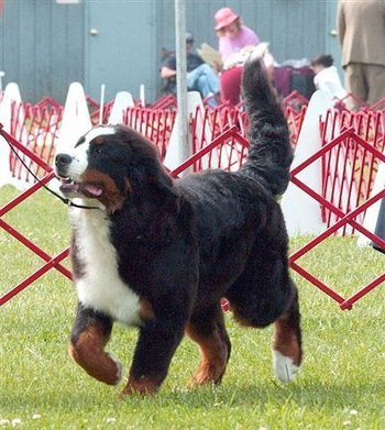 Camden, Ladies Dog Show in June 2007 - 7 months old
