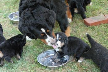 Flurry cleaning pups in the cheese litter
