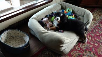 Toy hoarding...9 weeks
