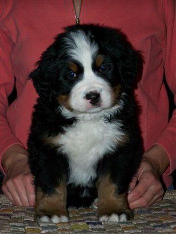 Camden at 6 weeks old
