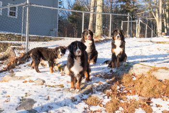 The pack, at Southwind...Cash, Raven, Summer, Sweep (all ours except Raven)
