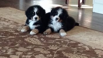 Mari and sister Mitzi at 8 weeks
