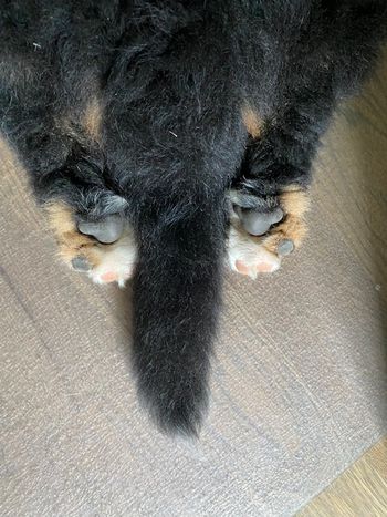 Toe beans and fluffy tail

