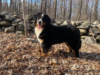 She loves her woods walks
