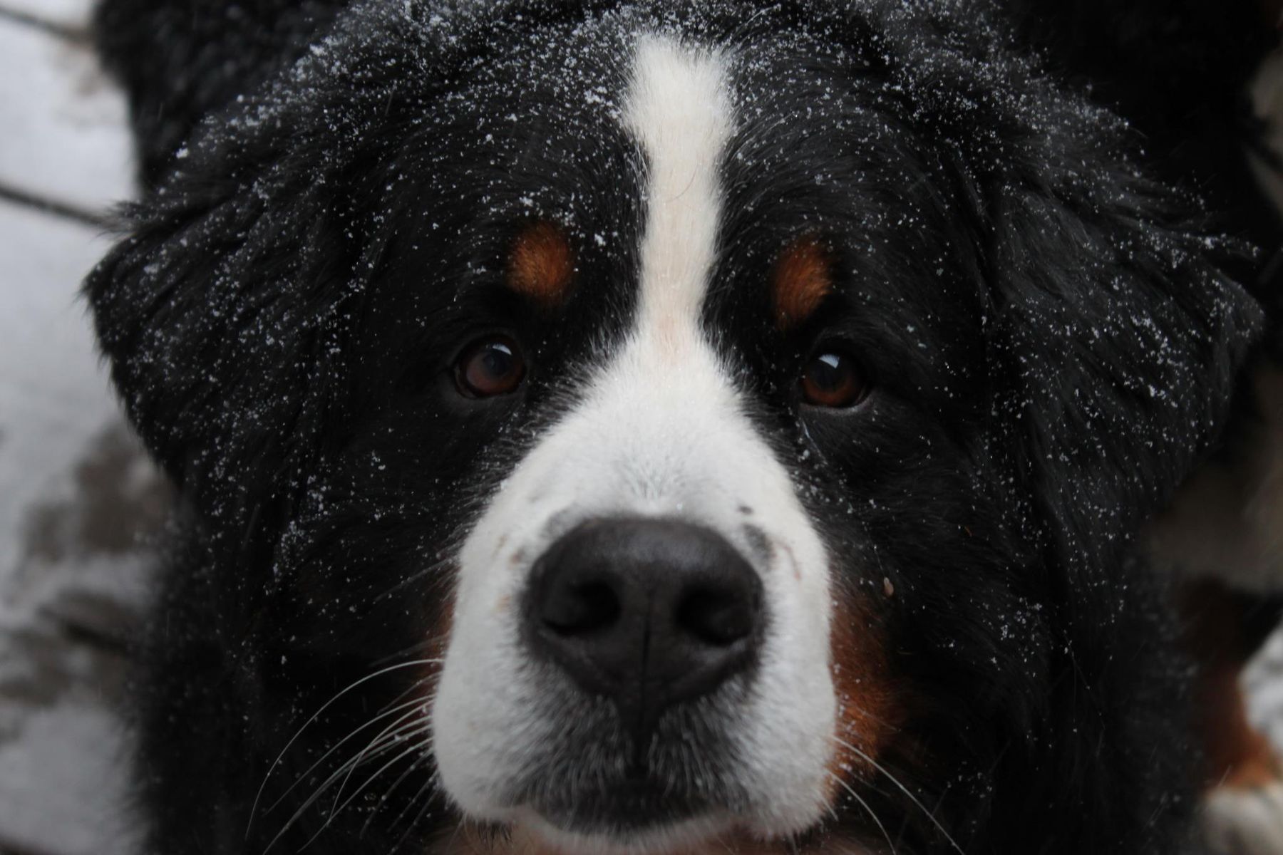 Lucchese bernese hot sale mountain dogs