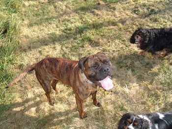 Charlie and Halo with Nala
