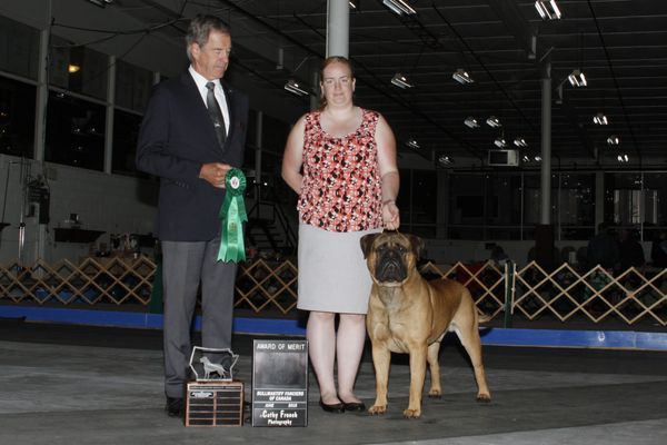 Award of Merit at Bullmastiff Regional Specialty 