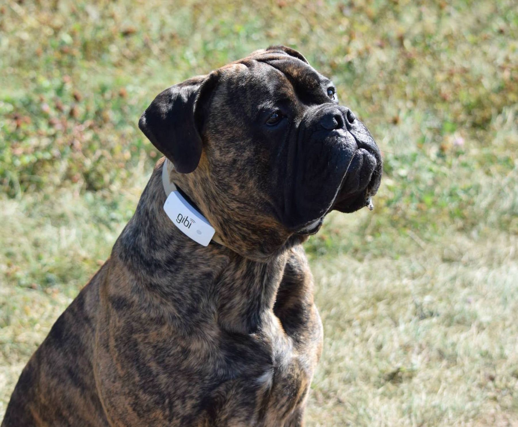 Bullmastiff kennel sale