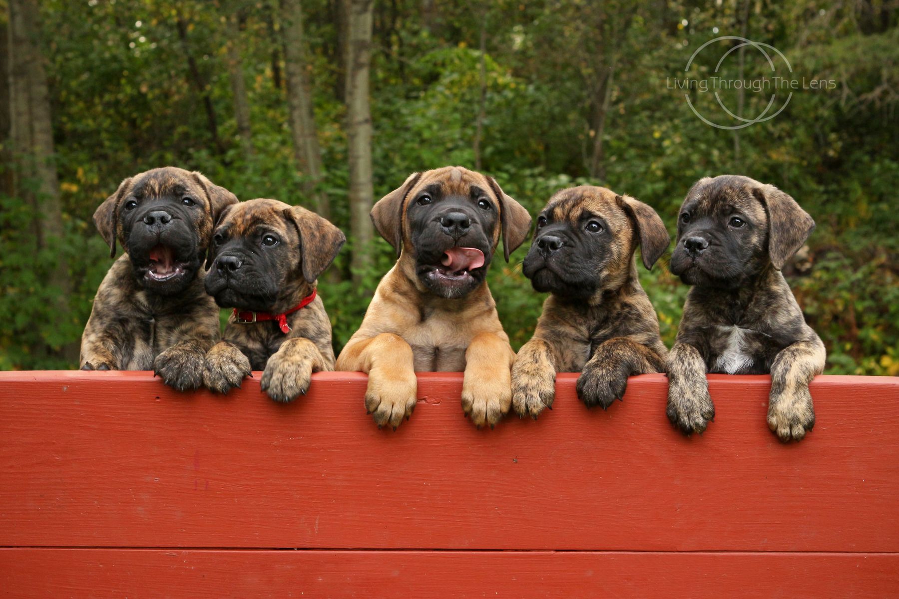 AllyRae Bullmastiffs Boarding Kennel