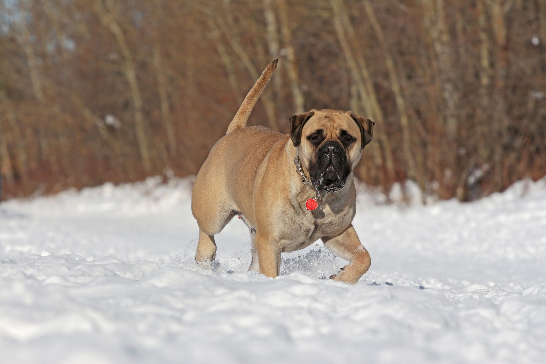 AllyRae Bullmastiffs & Boarding Kennel Daily Routine