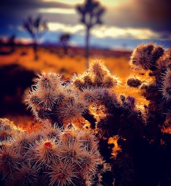 Joshua Tree Nat’l Park - CA
