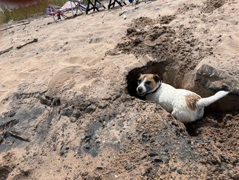 Baxter Bear living his best life on his third trip around the sun
