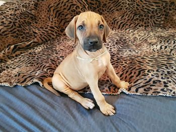 Our available female, Ms. Gold
