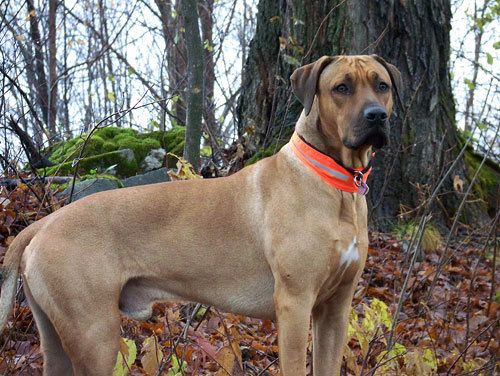 Najahari Rhodesian Ridgebacks - Friends and Family