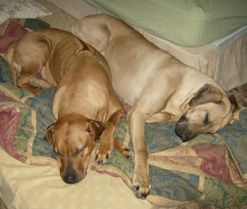 Jeva (left) sleeping with her daughter, Mia on their bed. (A perfect example of a red wheaten and a light wheaten)
