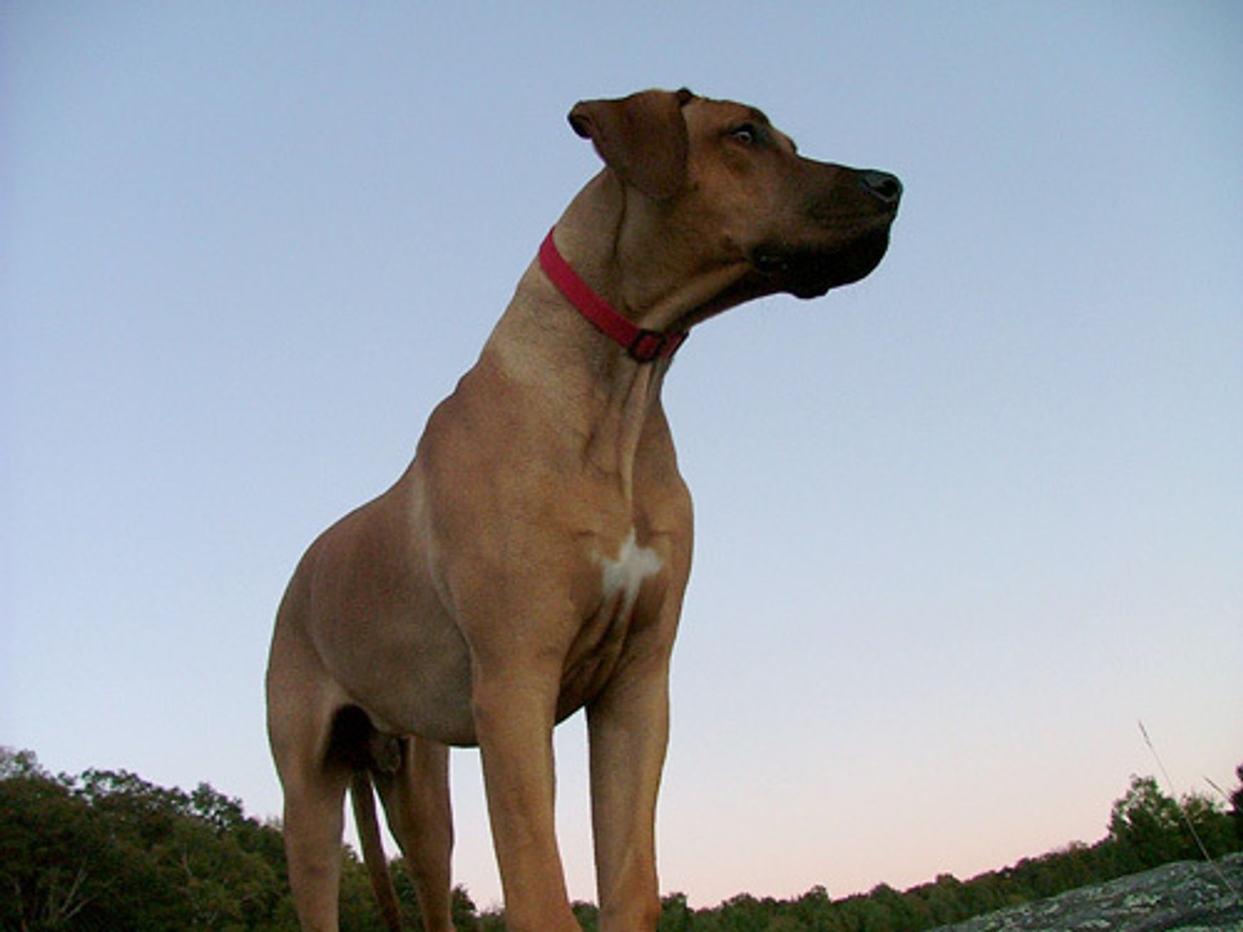 Najahari Rhodesian Ridgebacks - Friends and Family