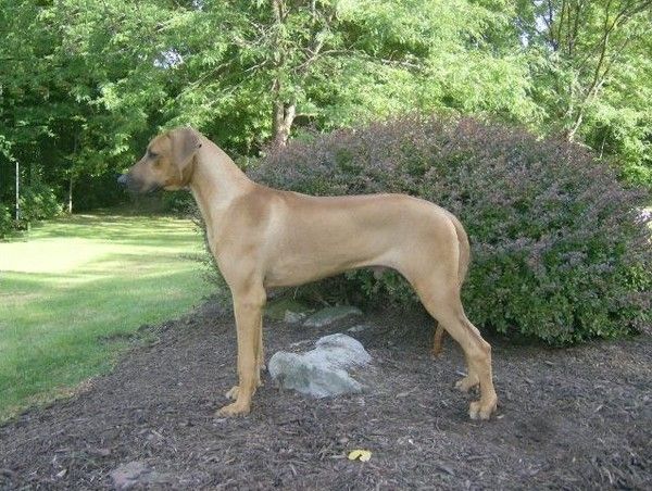 Najahari Rhodesian Ridgebacks - Luca