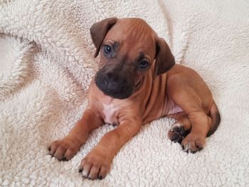 Our handsome available male
