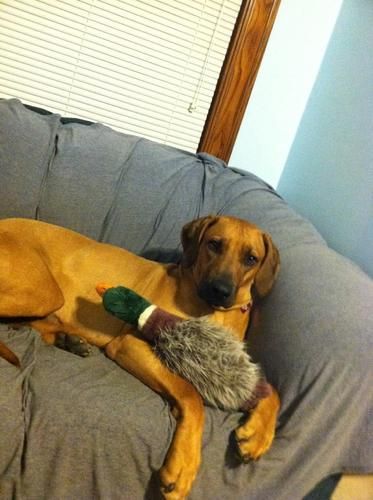 Najahari Rhodesian Ridgebacks - Luca