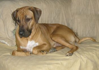 Rex lounging in bed
