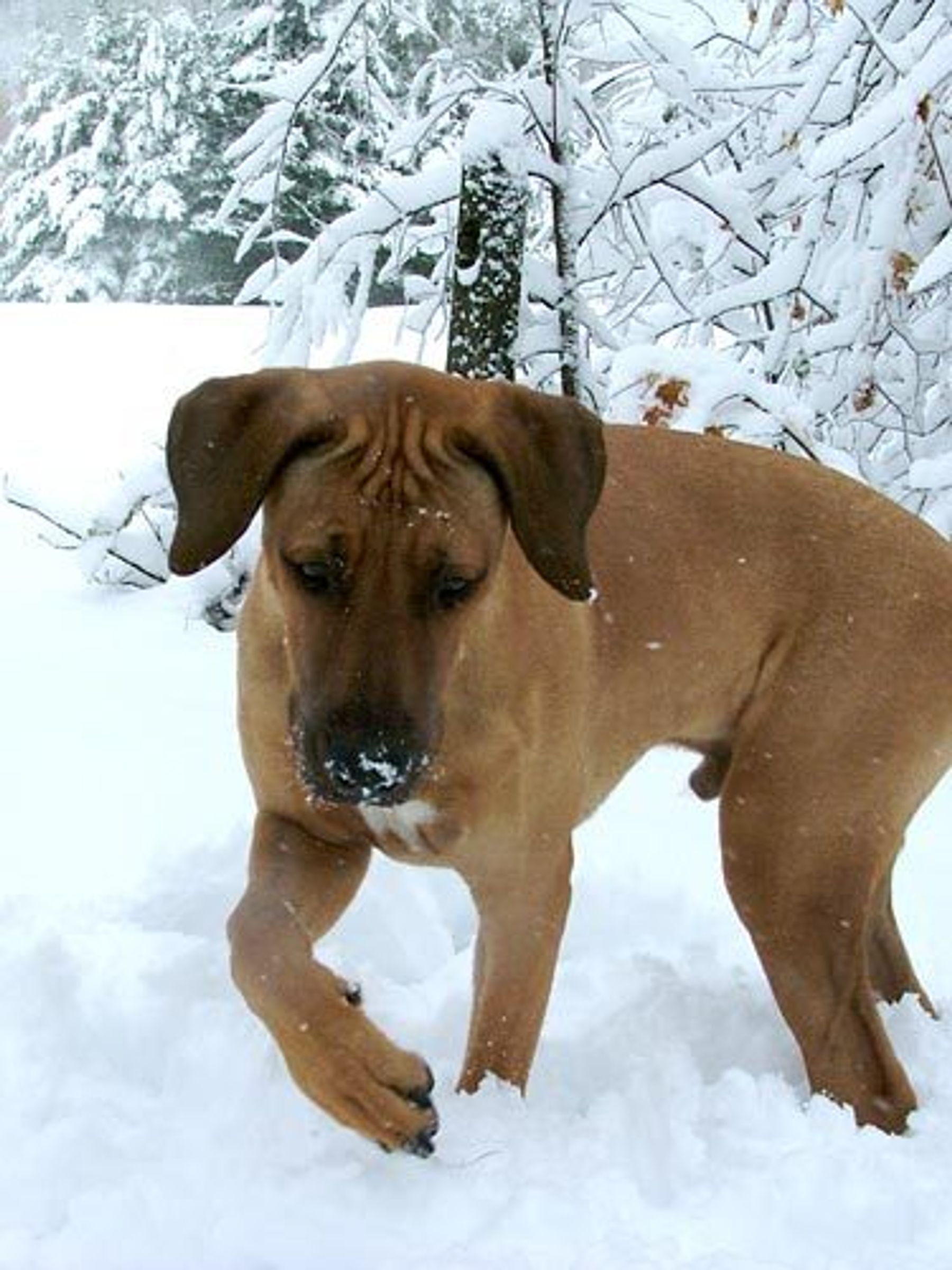Najahari Rhodesian Ridgebacks - Photos