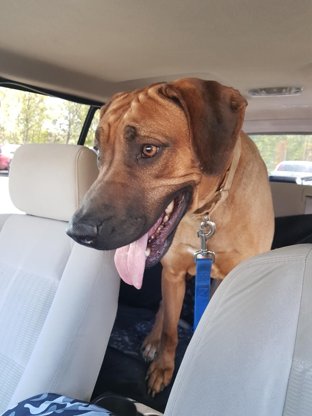 Najahari Rhodesian Ridgebacks - Now Showing!