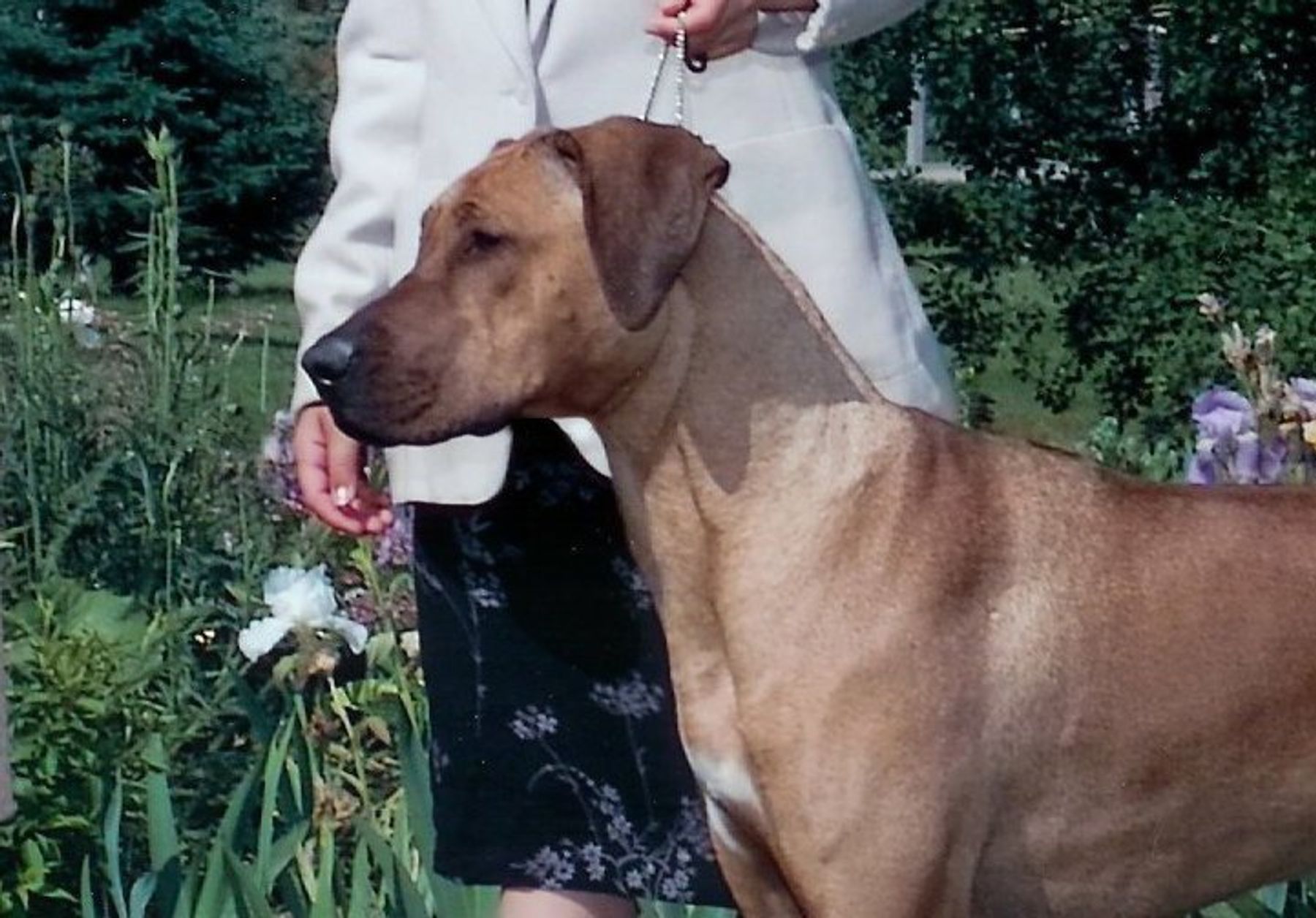 Najahari Rhodesian Ridgebacks