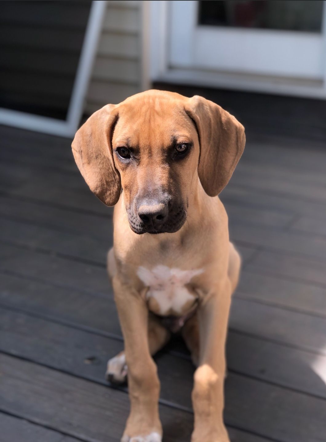 Najahari Rhodesian Ridgebacks - Friends and Family
