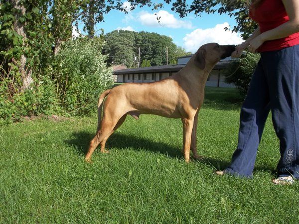 Najahari Rhodesian Ridgebacks - Luca